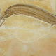 Illustration for article titled Most violent fossil ever shows the final record of a three-way hunt